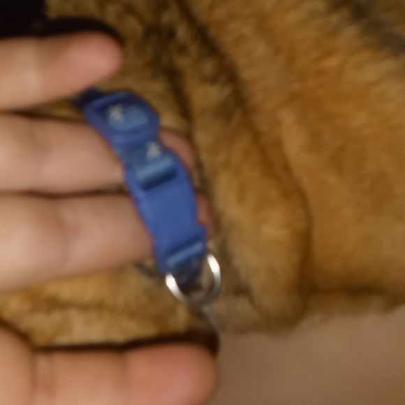 Blue w/palm trees dog collar - Picture 4 of 4